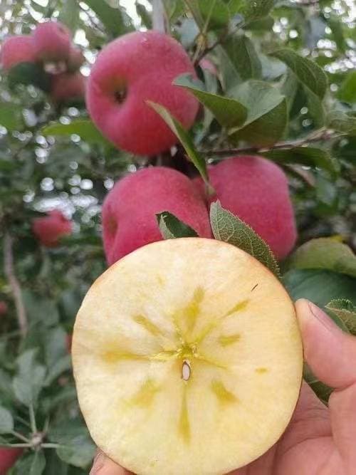 无花果的功效和作用