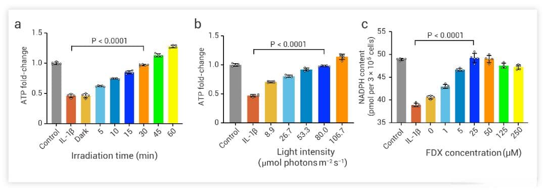 Nature 重磅 | 光合作用可增强哺乳动物细胞合成代谢功能