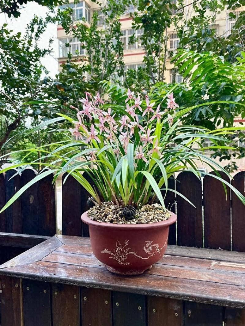 兰花烂根怎么办？实操补救处理方案