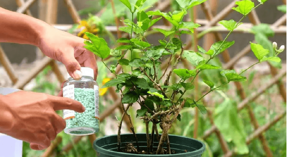 茉莉花喜欢酸性还是碱性土壤？怎么种植？（盆栽茉莉喜欢偏酸性土吗）