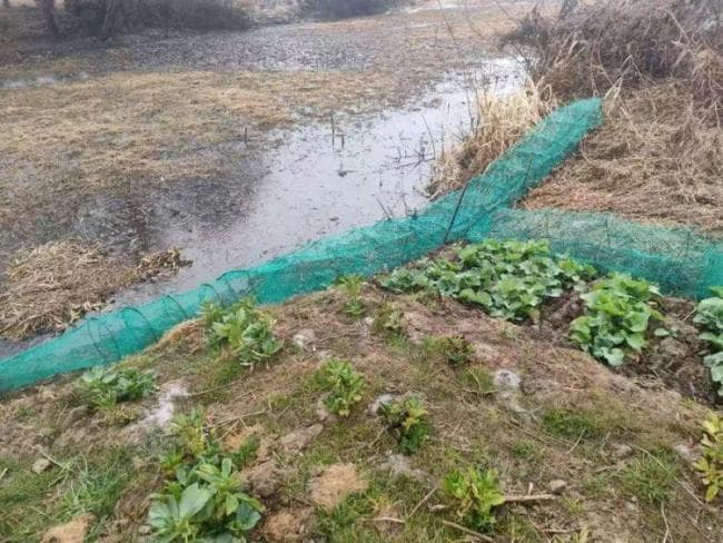 上海多地发现海狸鼠 外来物种引发生态担忧