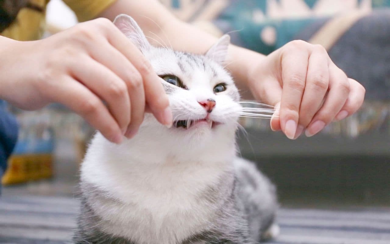 猫掉胡子正常吗