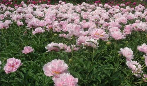 牡丹芍药的种植方法（适宜的月份、需注意的问题及步骤）