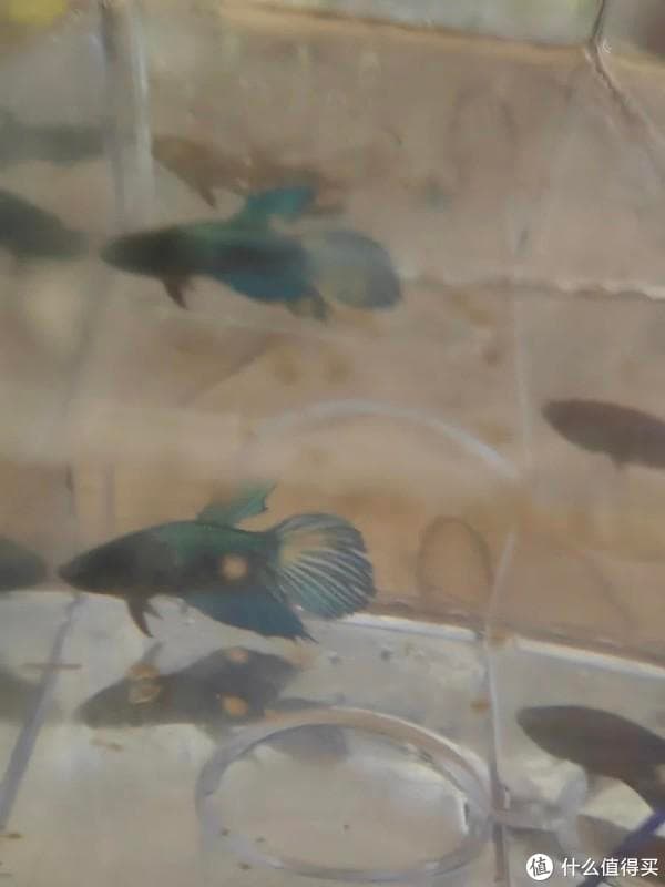 新手养斗鱼全过程