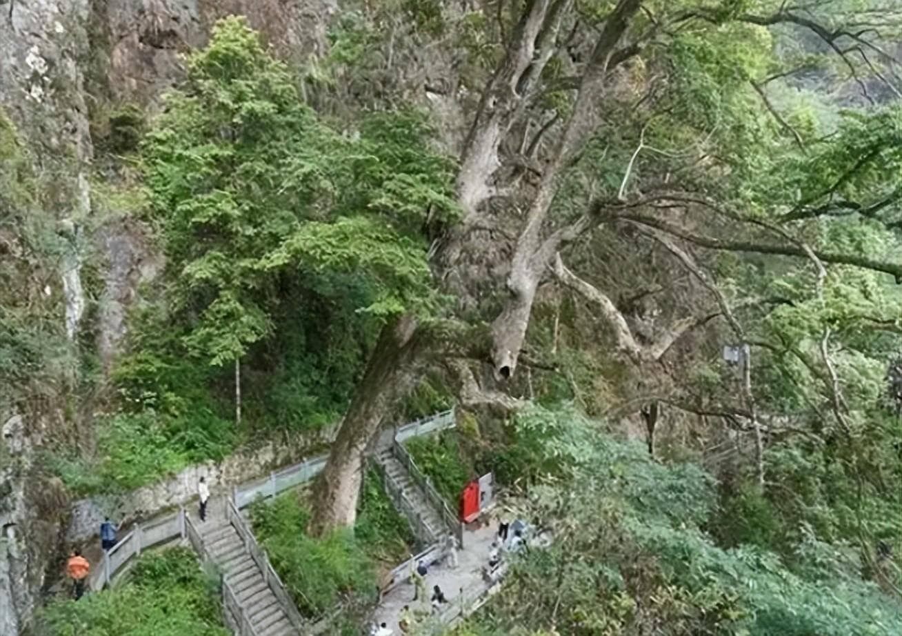 金丝楠木为何如此值钱？揭秘“百木之王”的独特魅力
