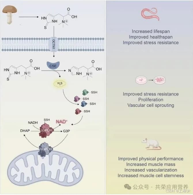 哈佛大学重大发现：麦角硫因，开启健康长寿大门的钥匙