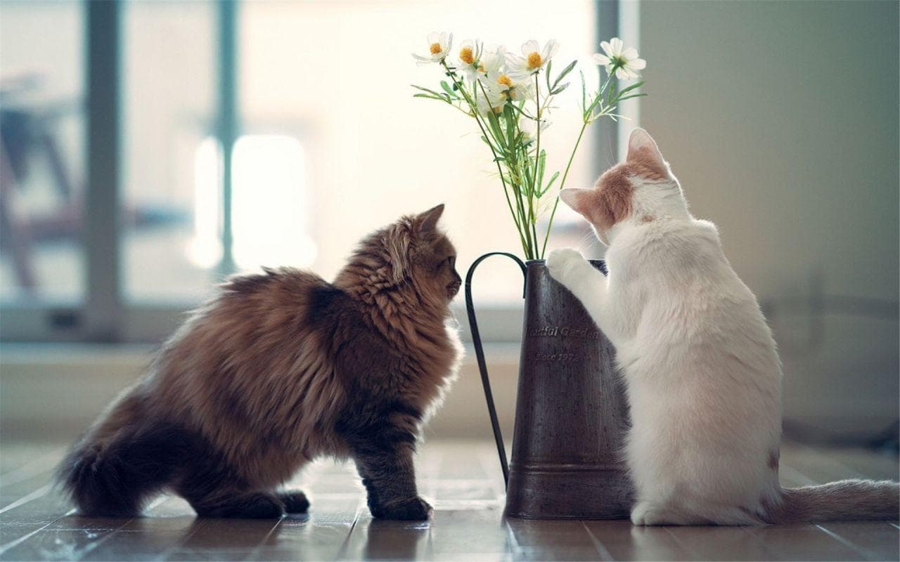 猫泛白细胞减少症：症状、诊断与防治指南