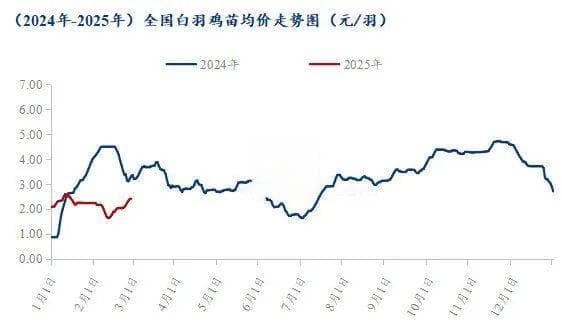 近期白羽肉鸡市场动态剖析及展望