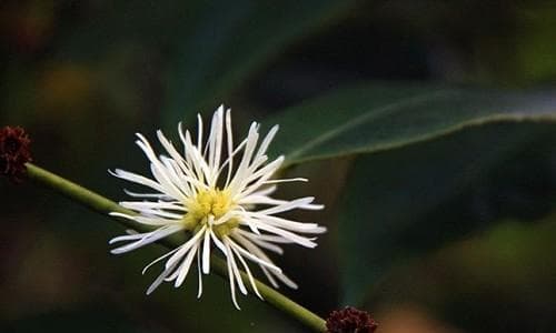 探秘异花授粉植物的奥秘（从受粉机制到应用，一一揭秘）