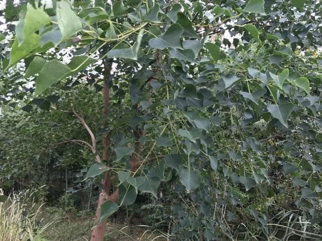 乌桕树及其白色果实：一种常见的观赏植物