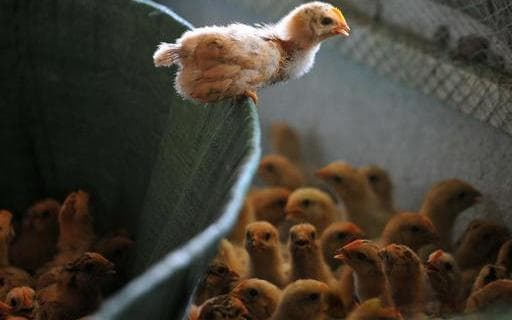 小鸡怎么饲养，才能让鸡苗的成活率在98%以上，细节决定成败