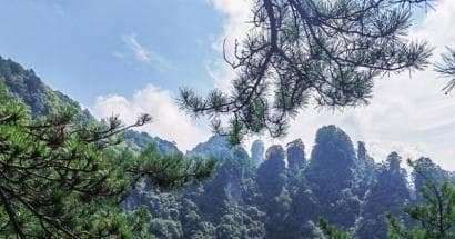 光雾山上的千年红豆杉