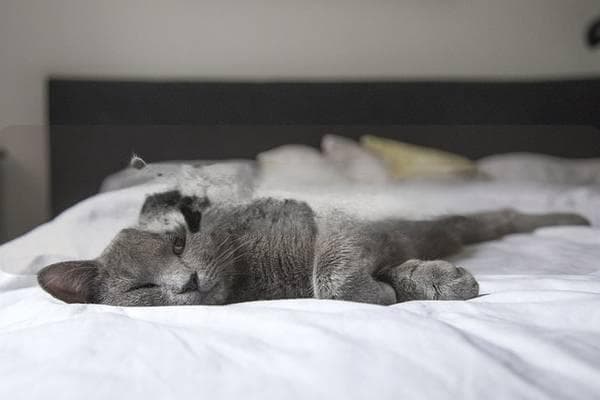 猫咪抽搐是什么情况, 可能的原因与应对措施解析