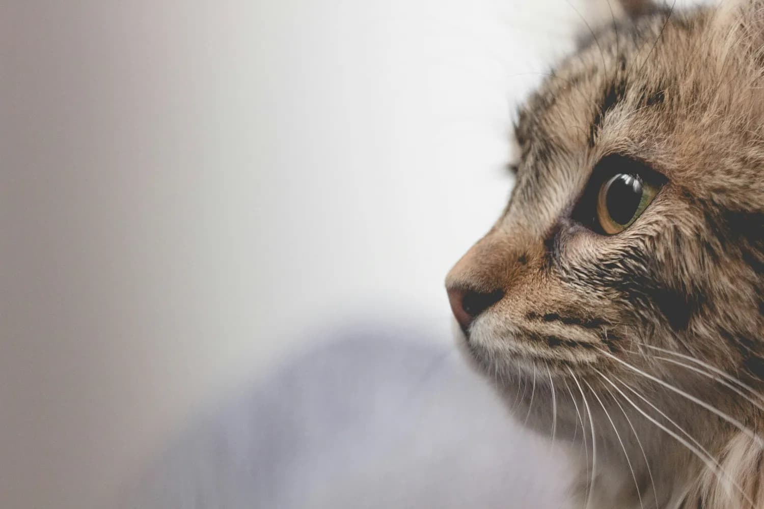 猫咪如何读懂你的喜怒哀乐？