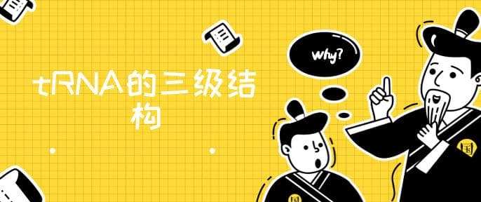 tRNA的三级结构
