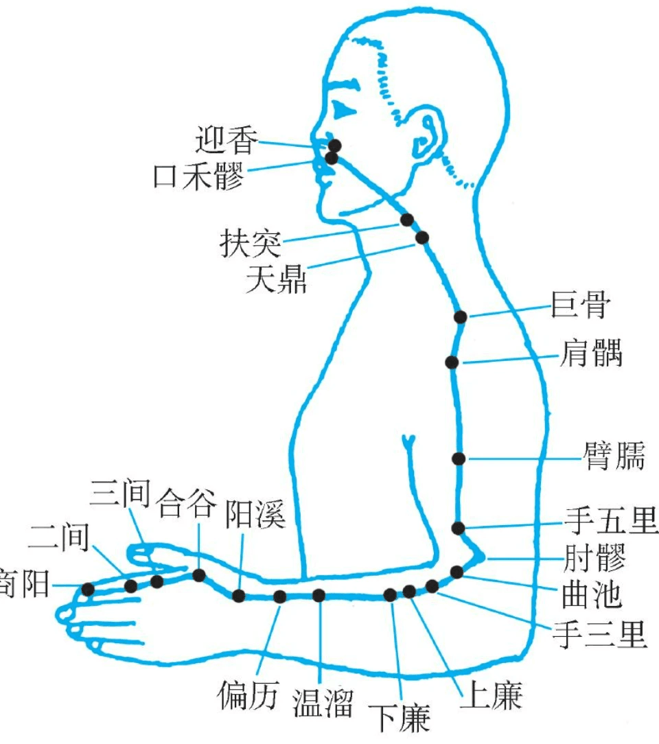 手阳明大肠经穴位详解