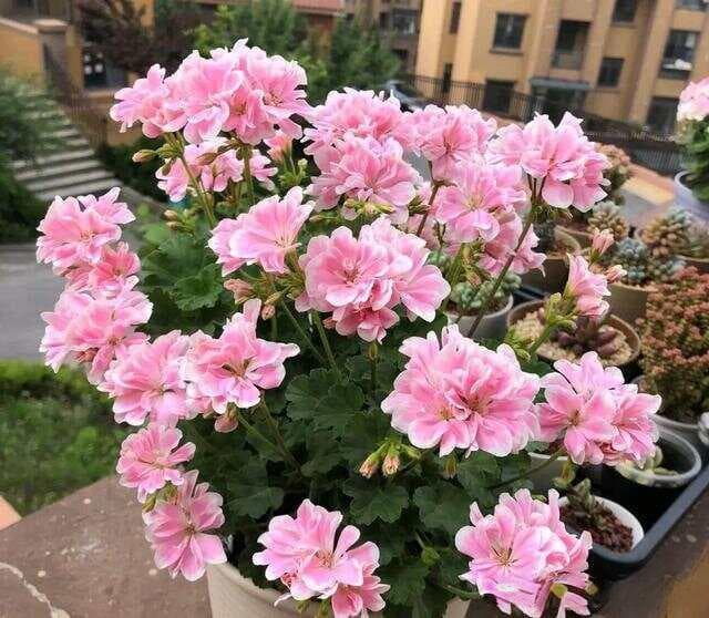 “太疯狂”，连续开花300天，剪根枝扔土里就活，俩月就开花