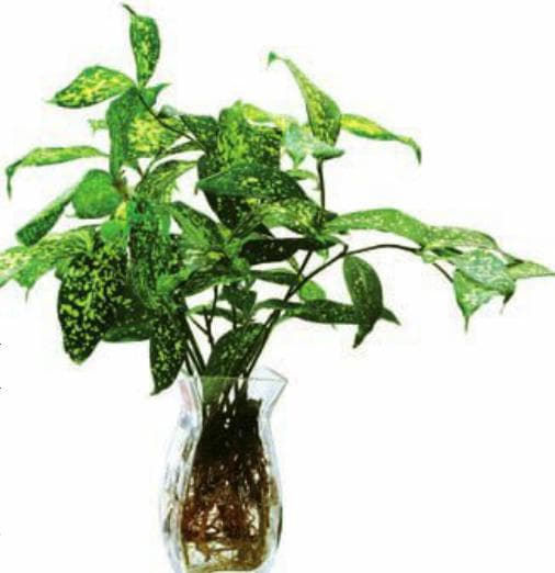 星点木：水养易活，叶片斑点独特的观叶植物