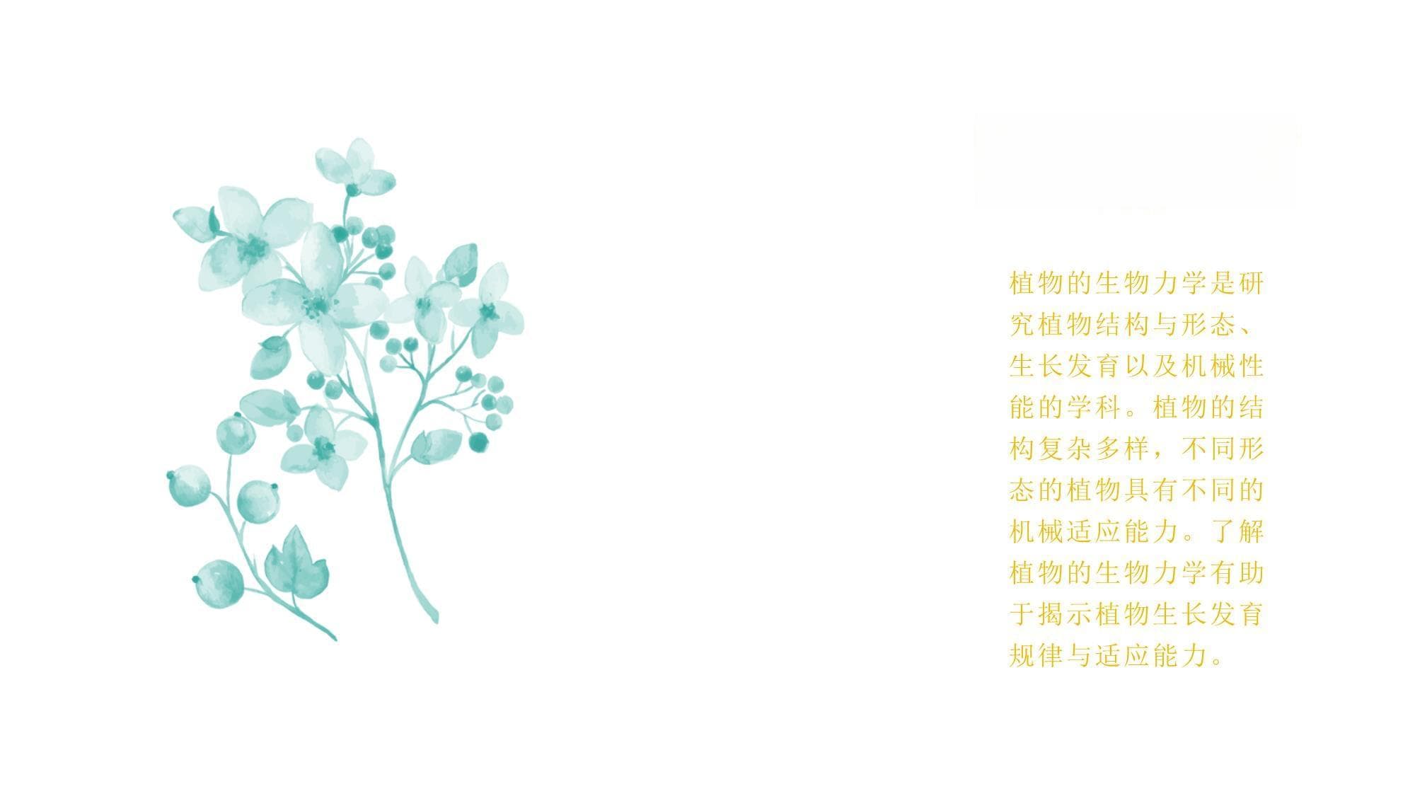植物的生物力学与机械适应