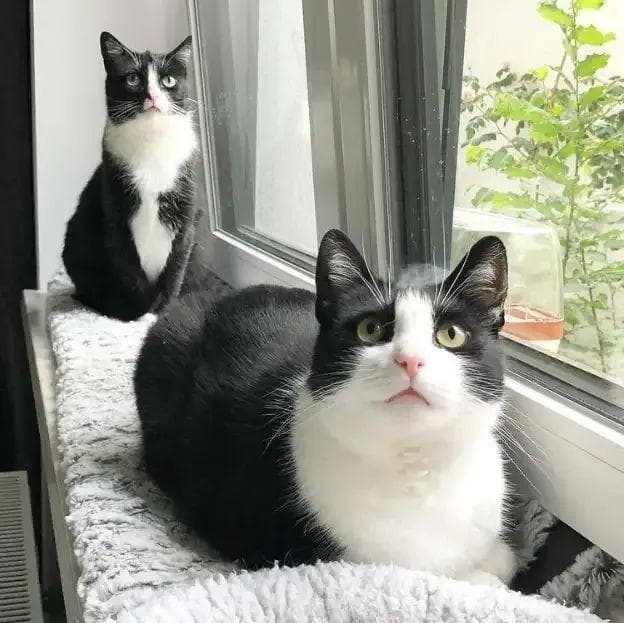 为什么奶牛猫都这样？