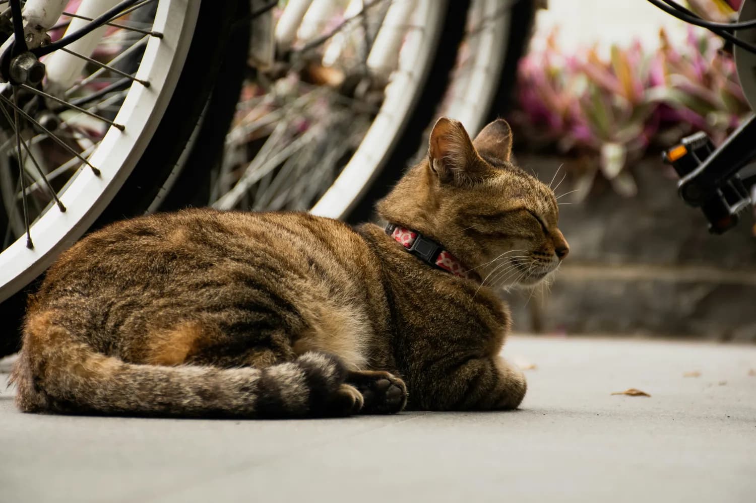 猫肾衰竭：早期症状识别与科学治疗方案