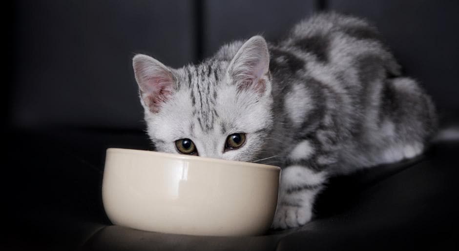 自制猫罐头的多种配方、喂养指南及保存方法