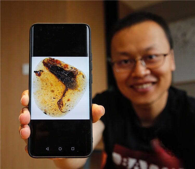 缅甸琥珀藏珍稀：9900万年前“长脚趾”古鸟新物种