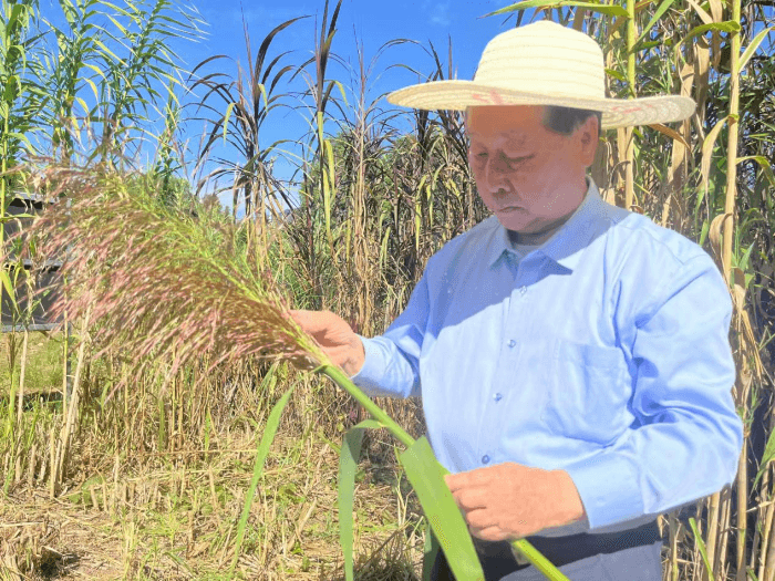 林占熺：送给世界一棵“幸福草”