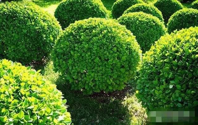 黄杨常见病害及防治方法