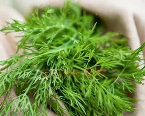 小茴香种植全指南：从播种到收获的全流程详解