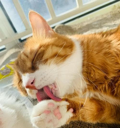 猫咪为何喜欢舔手指（揭秘猫咪喜欢舔手指的原因及应对方法）