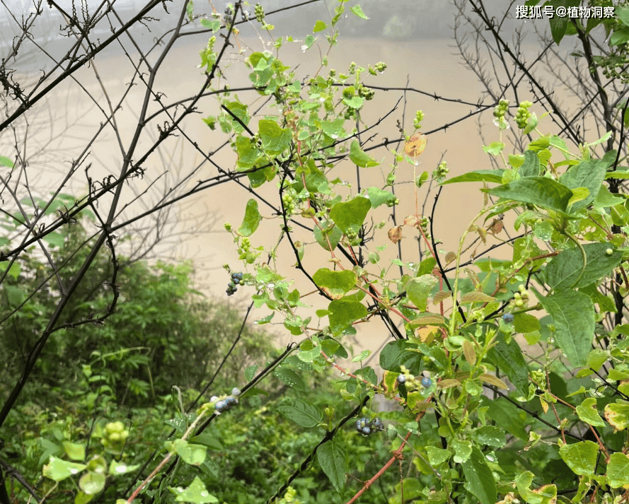 这株植物浑身有刺，俗名“蛇倒退”，有4大作用，价值极高，农民朋友要了解！