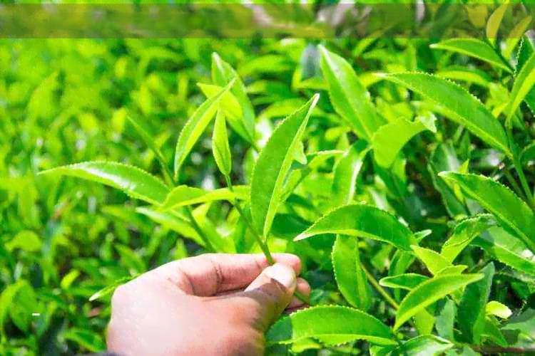 英红9号红茶的种类，适合喝的人群，以及其功效和作用都有哪些？