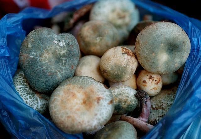 云南野生菌最全攻略，昆明这些地方盛产野生菌你知道几个