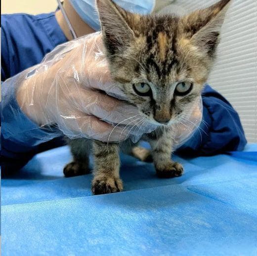 收养流浪猫前的准备工作全攻略