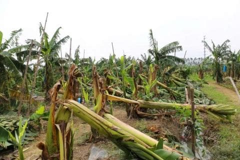 台风登陆！香蕉受灾面积超60万亩，未来价格或持续上涨！
