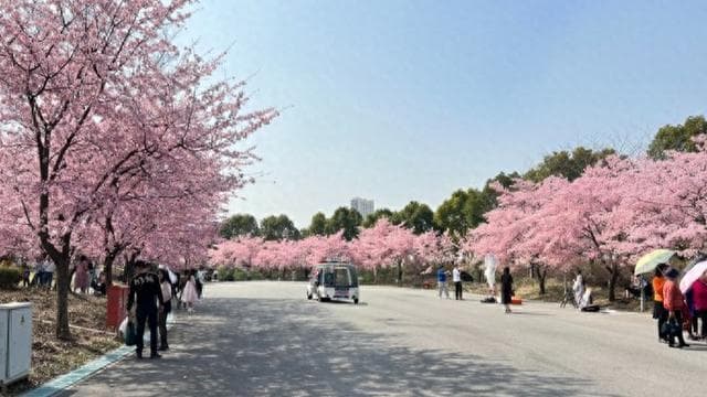 春天到，“追花大军”已出发！在全球赏花宝藏地开启一场浪漫之旅