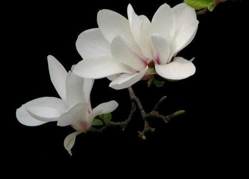 玉兰花的生长习性特点和生长环境条件
