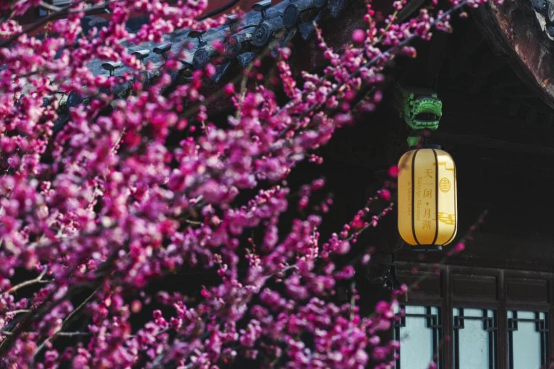别错过！宁波这份赏梅攻略超宝藏，一起邂逅烂漫梅花海