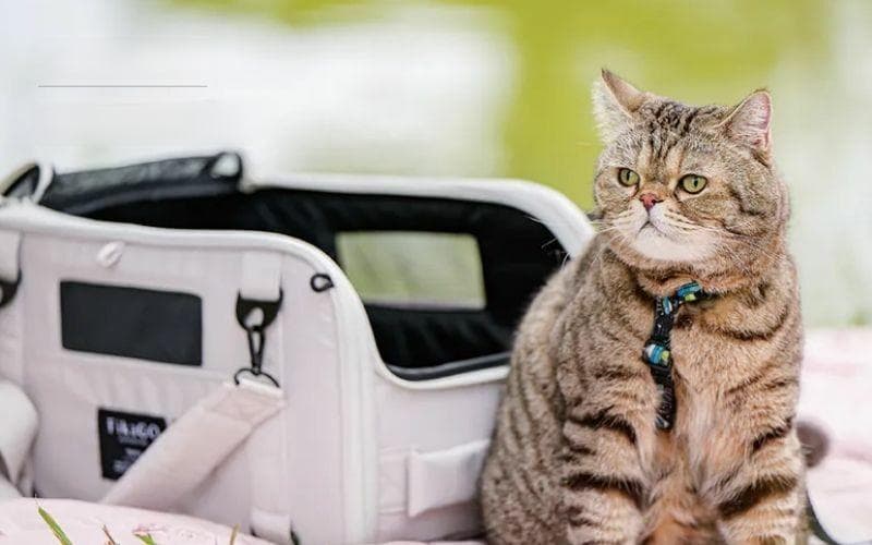 猫咪外出全攻略：遛猫外出准备与注意事项