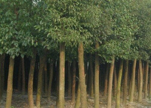 南方春季园林植物病虫害治理办法
