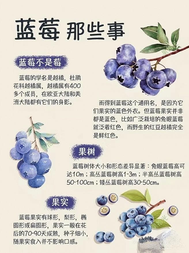 想全面了解蓝莓，看这一篇就够了