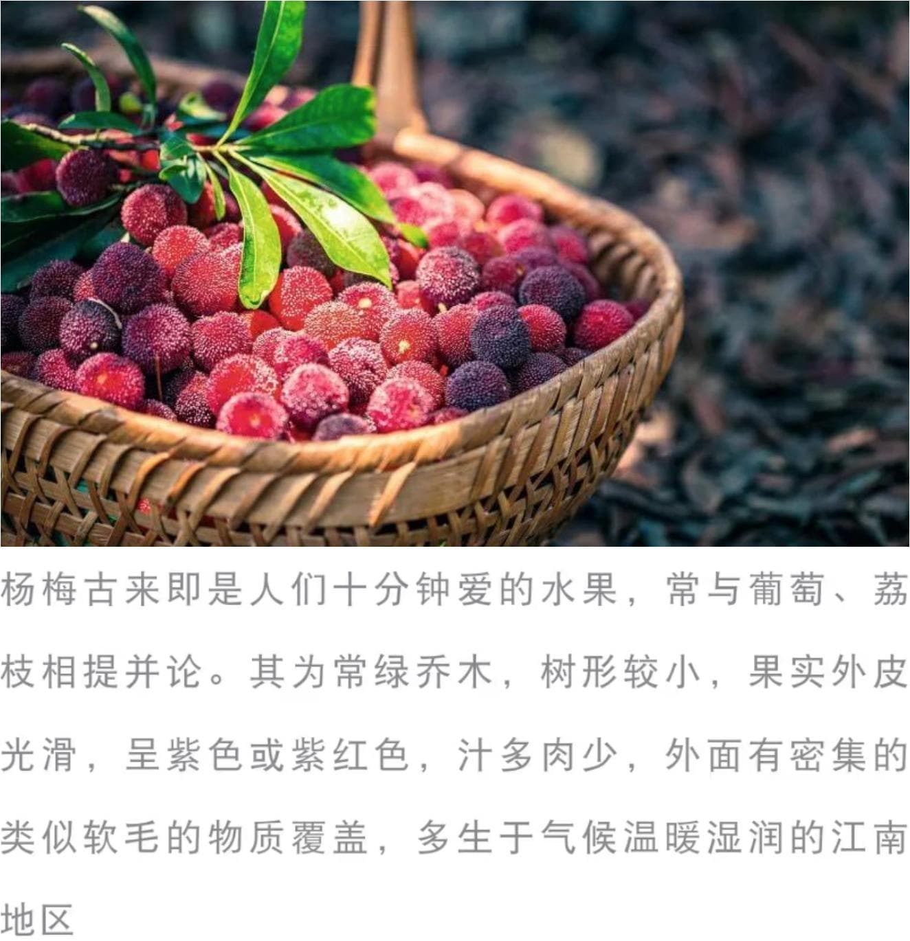 梅子大多长在南方，曹操为啥能在河南“望梅止渴”？