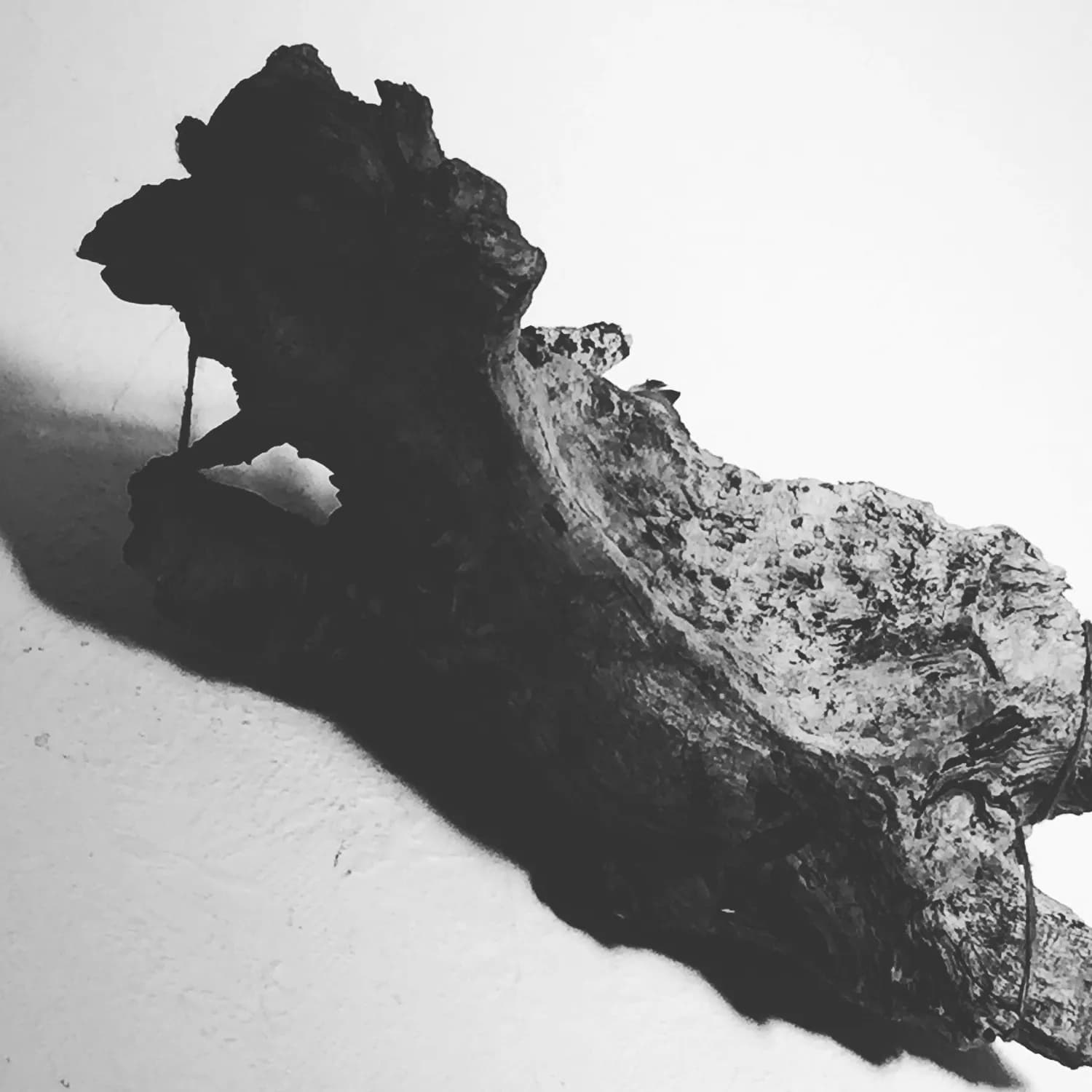 三星堆乌木的秘密：千年神木的传奇