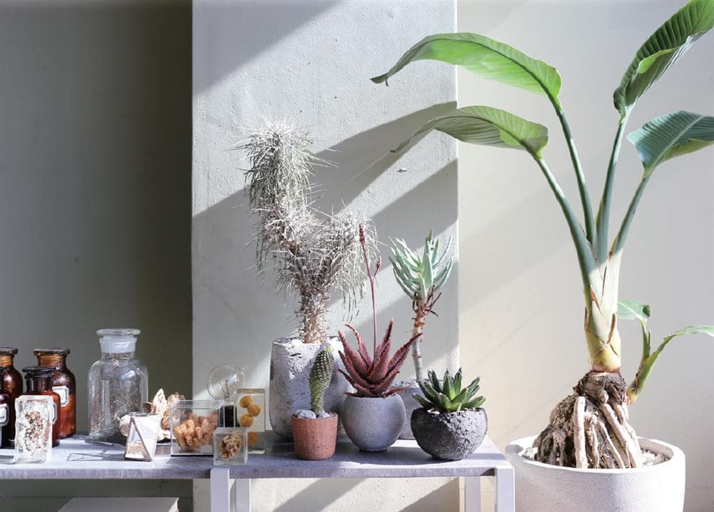 植物养护指南：如何选择适合室内环境的植物？