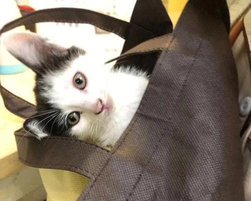 流浪小猫的传染病危害与预防措施（保护宠物健康）