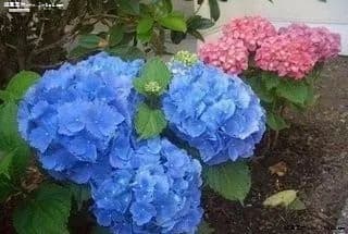 绣球花怎么养？绣球的四季养护要点！