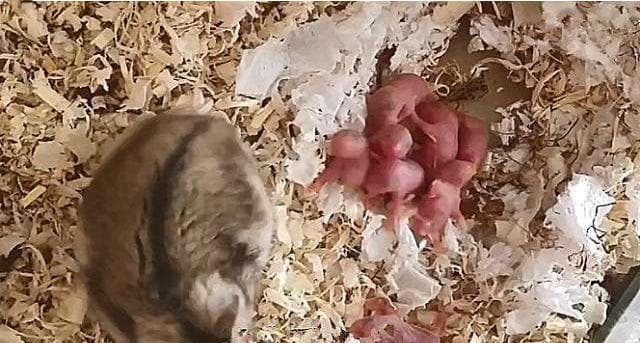 仓鼠配种注意事项：六种不适合繁殖的情况