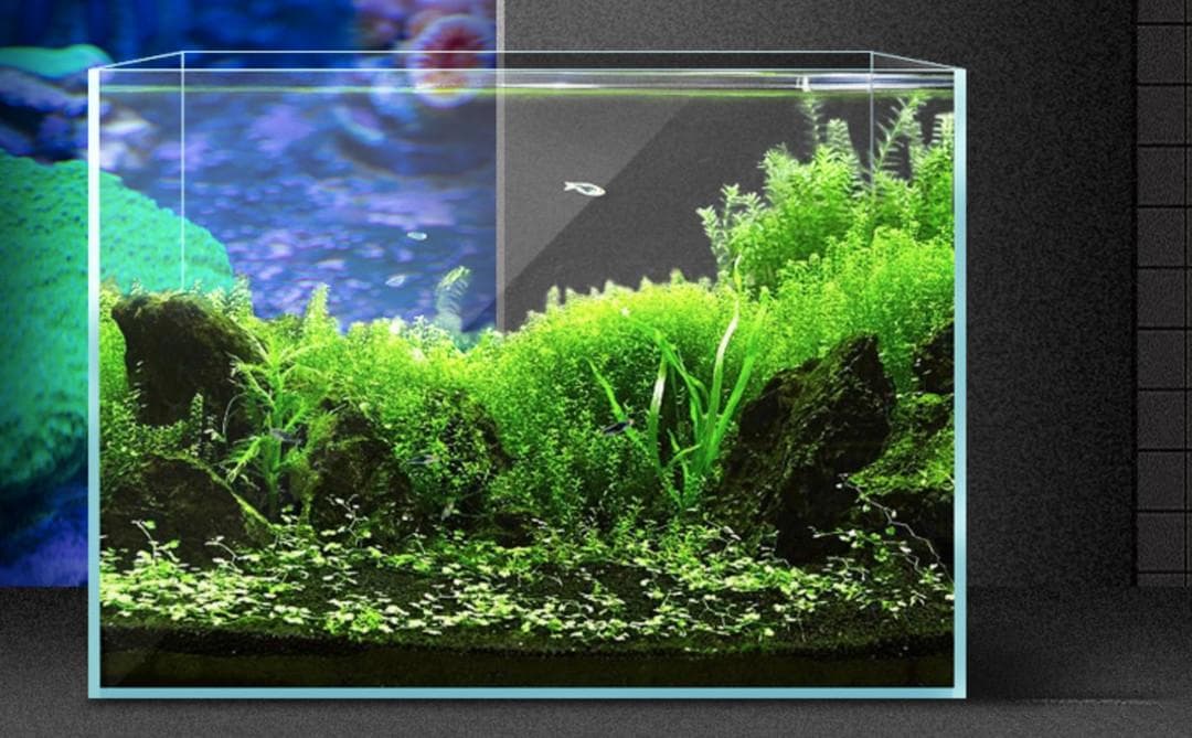 黑壳虾养护：打造理想水族箱环境