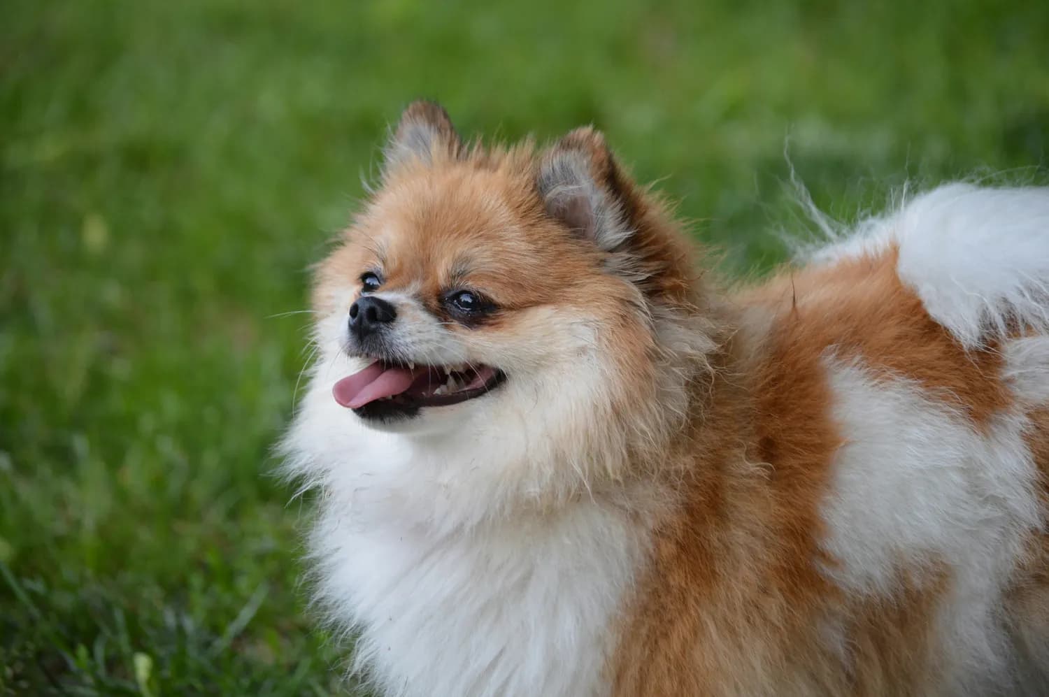 养一只小型犬，让家更温暖！